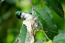 Blue-tailed Emerald