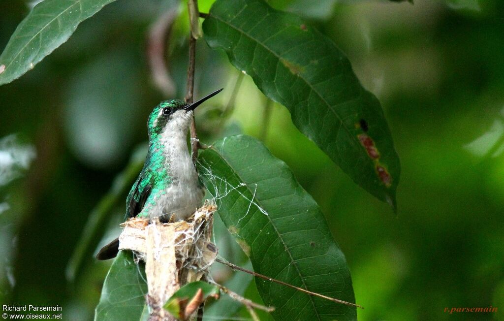 Blue-tailed Emerald female adult, Reproduction-nesting