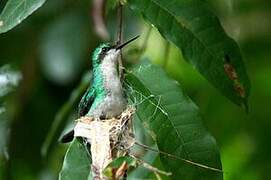 Blue-tailed Emerald