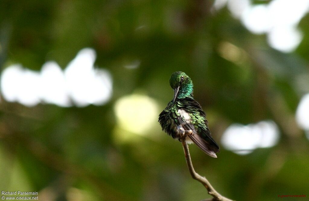 Blue-tailed Emeraldadult