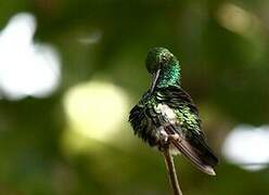 Blue-tailed Emerald