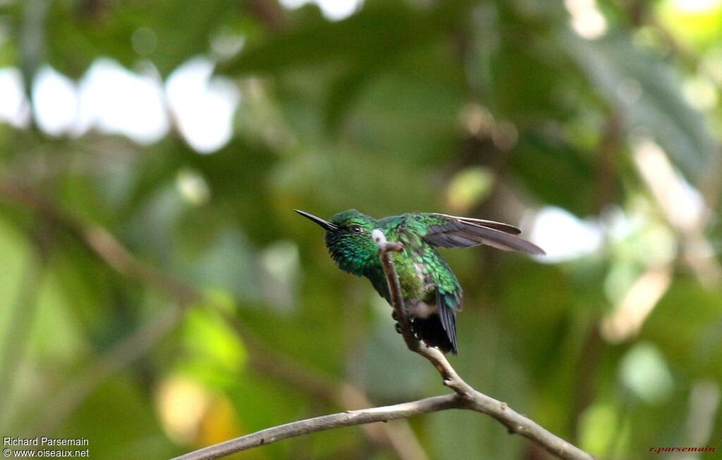 Blue-tailed Emerald