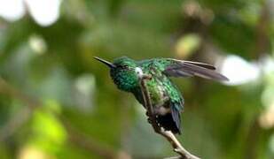 Blue-tailed Emerald