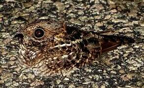 Spot-tailed Nightjar