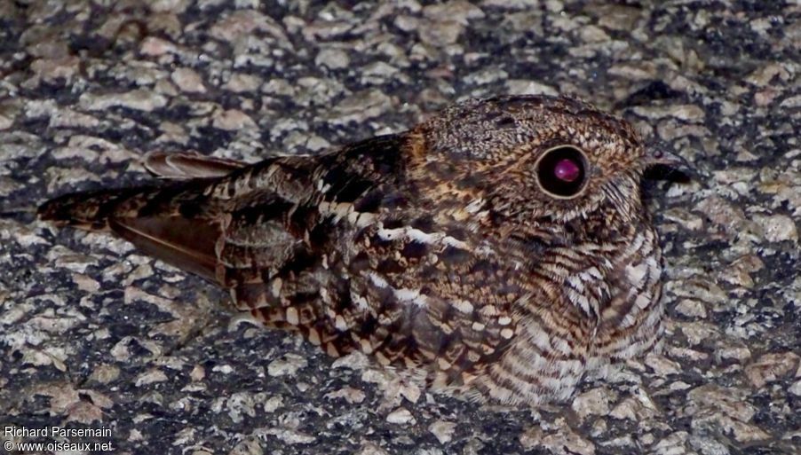 Spot-tailed Nightjaradult