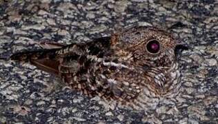 Spot-tailed Nightjar