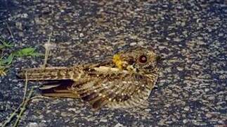 White-tailed Nightjar