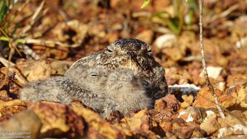 Lesser Nighthawk female adult