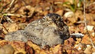 Lesser Nighthawk