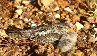 Lesser Nighthawk