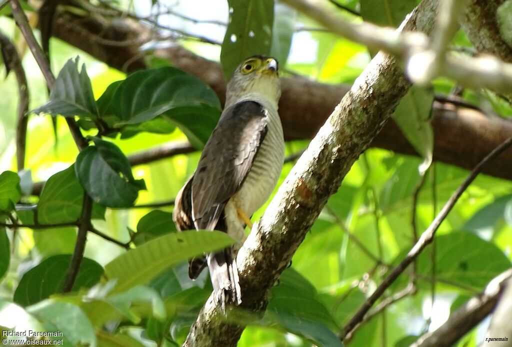 Tiny Hawkadult