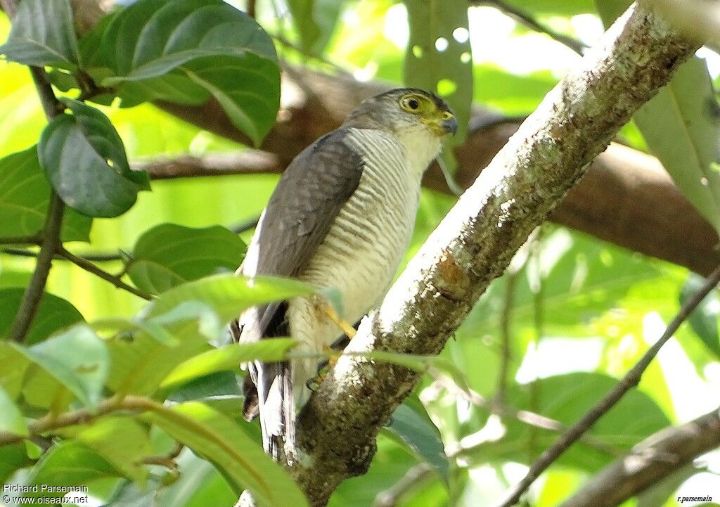 Tiny Hawkadult