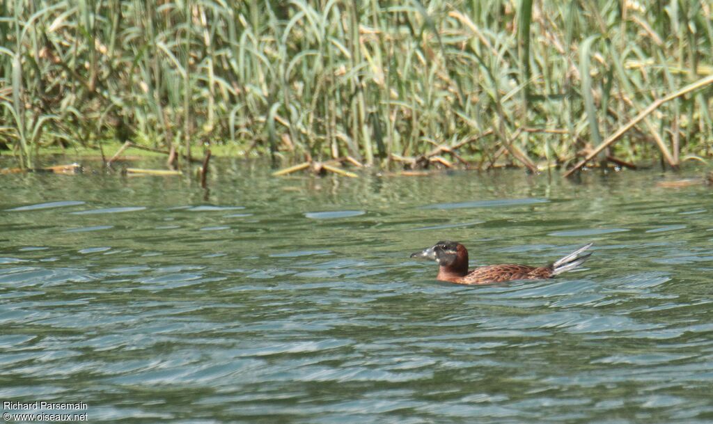 Masked Duckadult, Flight