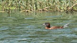 Masked Duck