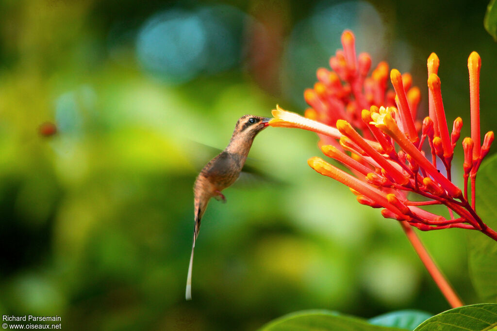 Great-billed Hermitadult