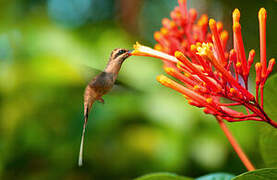 Great-billed Hermit