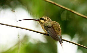 Great-billed Hermit