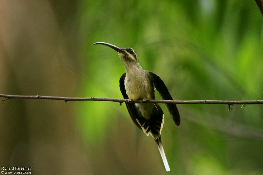 Ermite à long becadulte