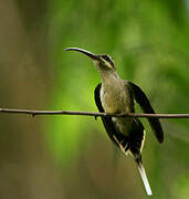 Great-billed Hermit