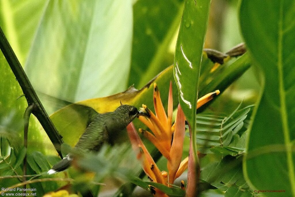 Rufous-breasted Hermitadult