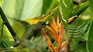 Rufous-breasted Hermit