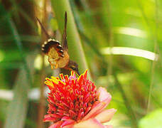 Rufous-breasted Hermit