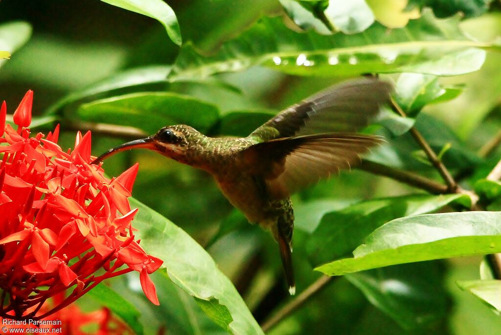 Rufous-breasted Hermitadult