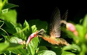 Rufous-breasted Hermit