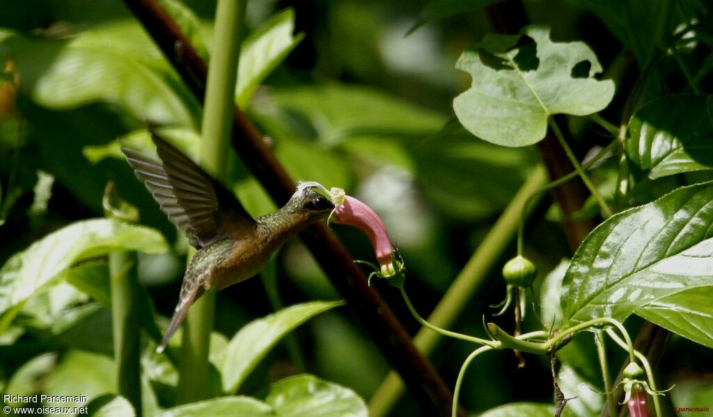 Rufous-breasted Hermit