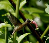 Rufous-breasted Hermit