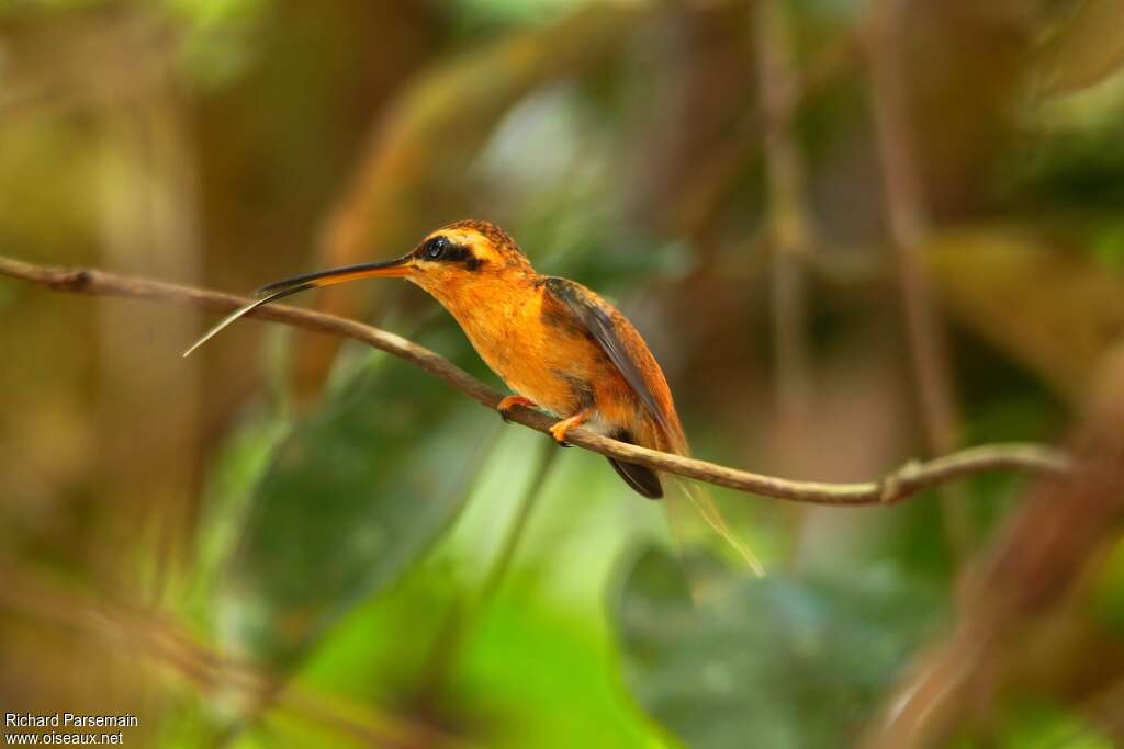 Reddish Hermitadult, Behaviour