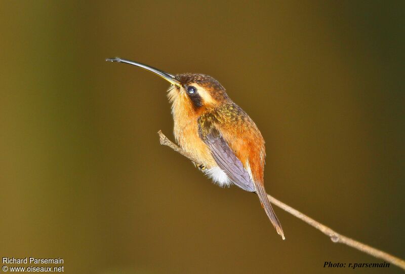 Reddish Hermitadult, identification