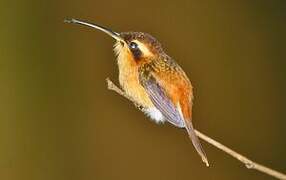 Reddish Hermit