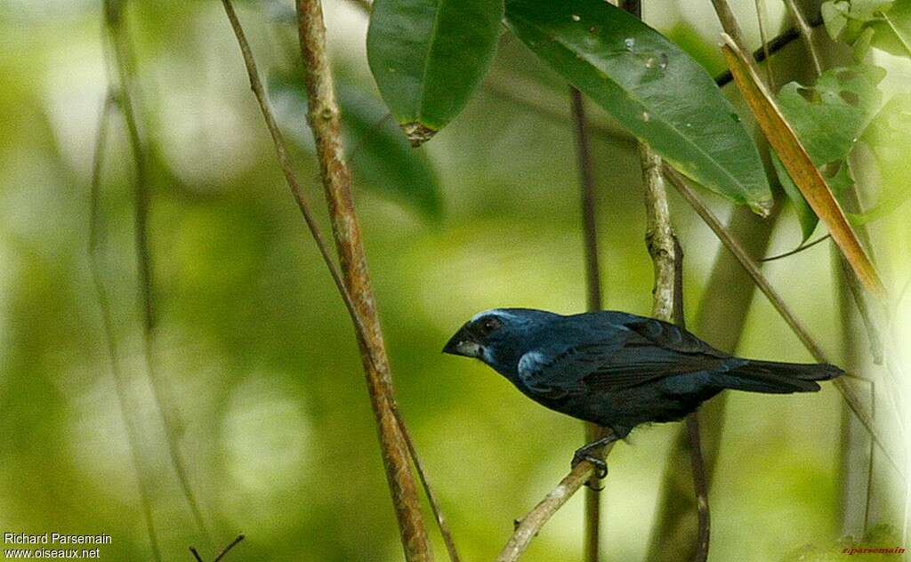 Blue-black Grosbeak male adult, identification