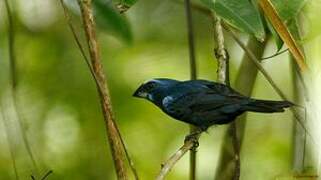 Blue-black Grosbeak