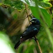 Blue-black Grosbeak