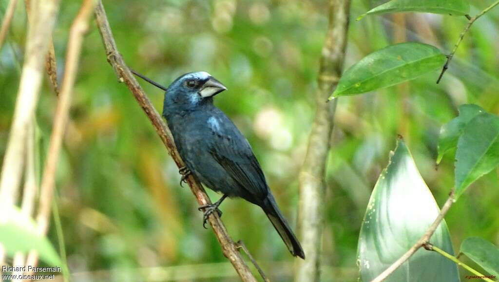 Blue-black Grosbeak male adult, identification