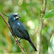 Blue-black Grosbeak