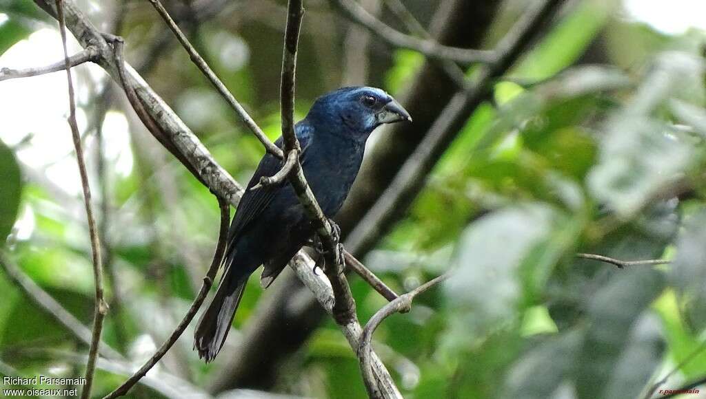 Évêque bleu-noir mâle adulte, identification