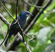 Blue-black Grosbeak