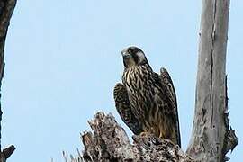 Peregrine Falcon