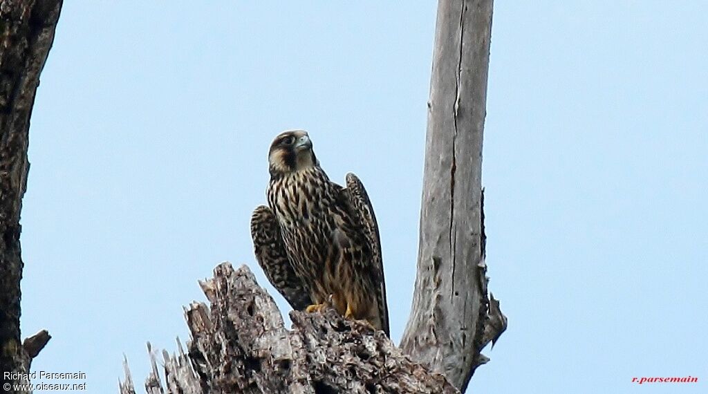 Peregrine Falconadult