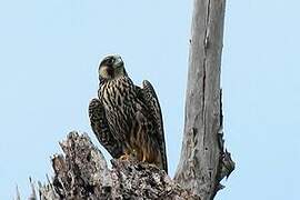 Peregrine Falcon