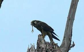 Peregrine Falcon