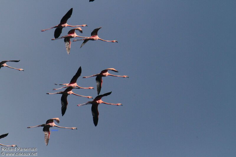 American Flamingoadult, Flight