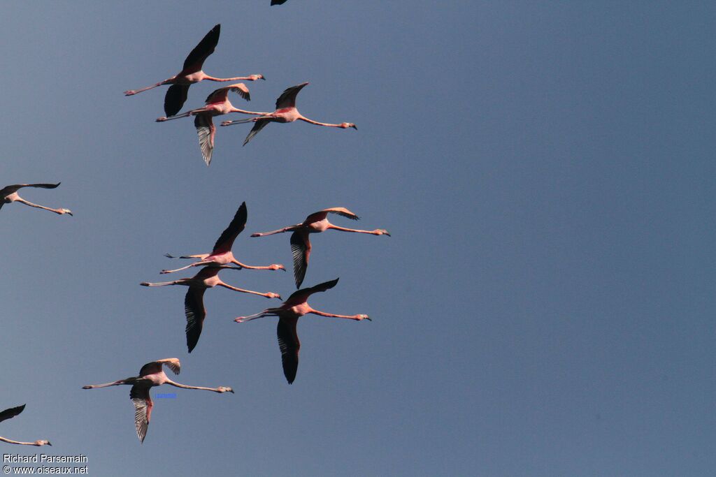 Flamant des Caraïbesadulte, Vol