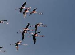 Flamant des Caraïbes