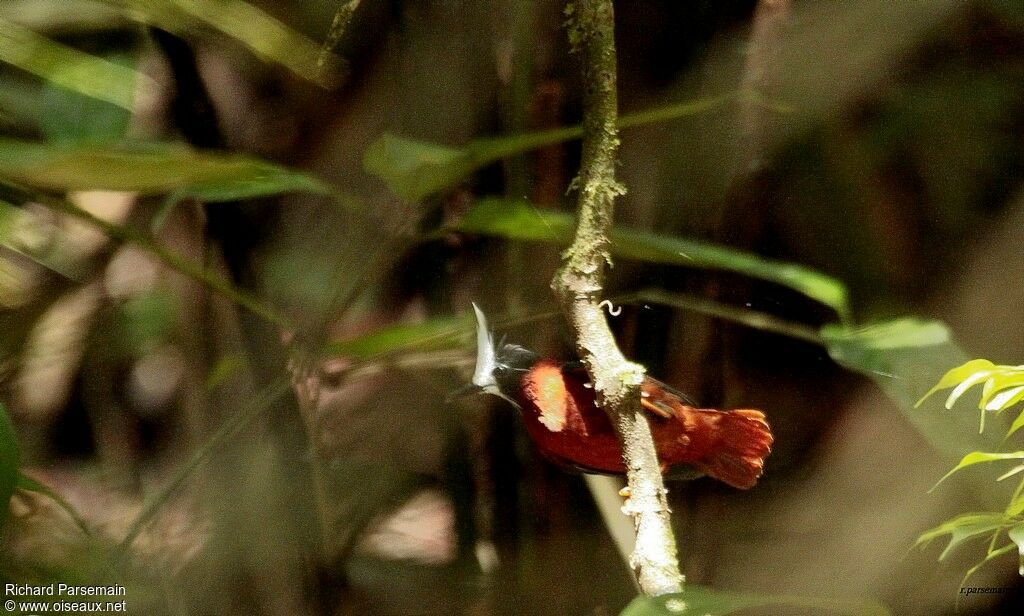 White-plumed Antbird male adult