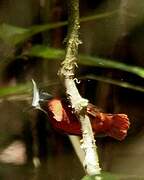 White-plumed Antbird