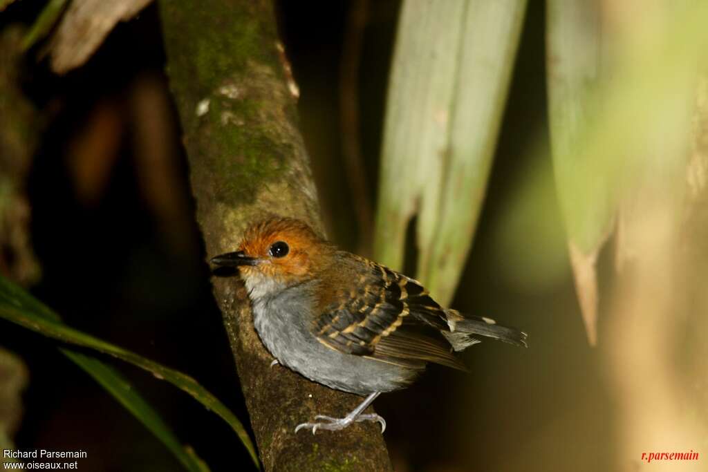 Fourmilier zébré femelle adulte, identification